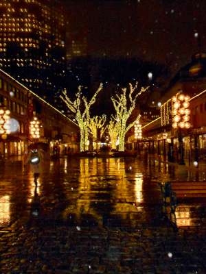 This is Some of The Trees With The Blinky Lights