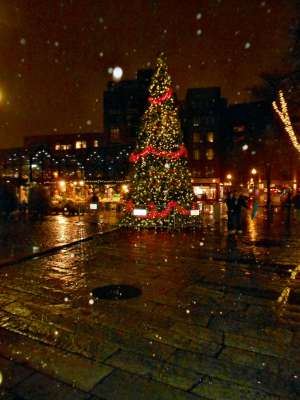 This is The Smaller Tree at Quincy Market